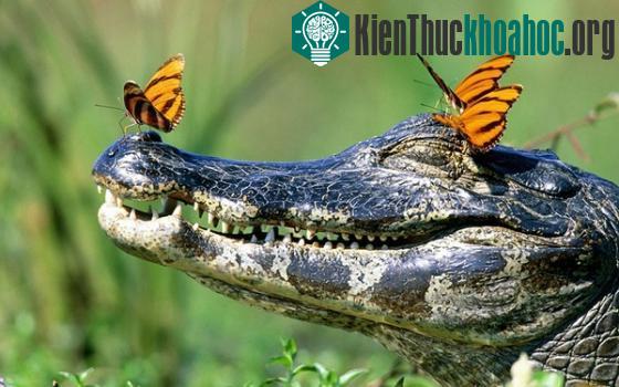 Phát hiện loài bướm uống nước mắt chim