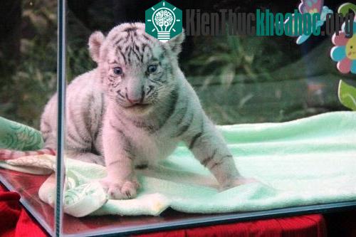 Nhân giống thành công hổ trắng Bengal ở Thảo Cầm Viên