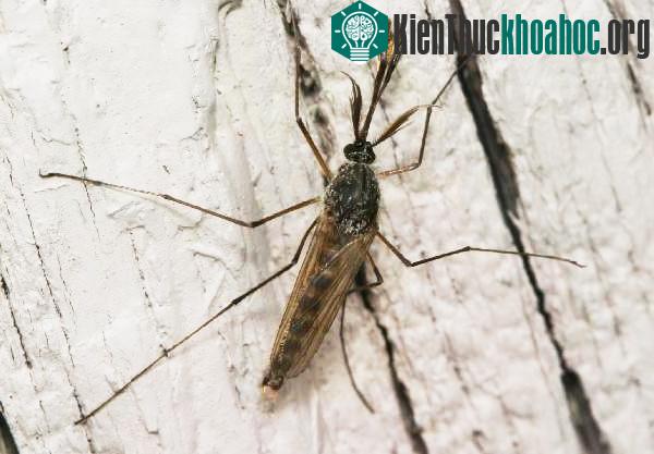 ... bỗng hóa thành muỗi đực hiền lành chỉ hút nhựa cây
