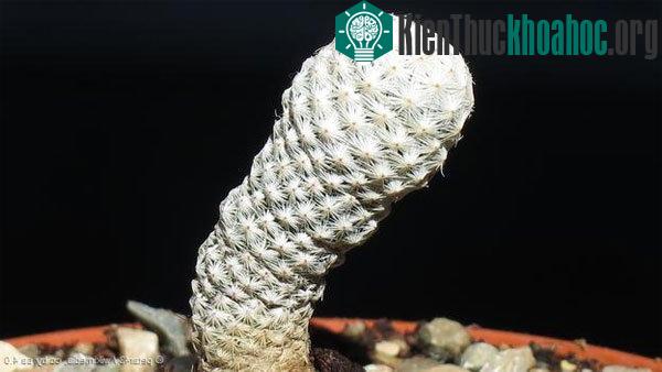 Xương rồng Mammillaria herrerae