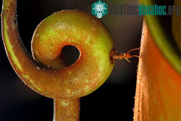 Kiến sống cộng sinh trong xúc tu cây nắp ấm Nepenthes biclacarata - (Ảnh: National Geographic/Christian Ziegler)