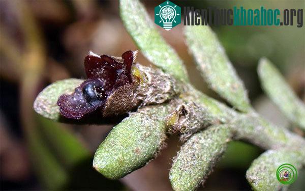 Lan nhung đà lạt Trichotosia dalatensis – (Ảnh: Nguyễn Thị Liên Thương)