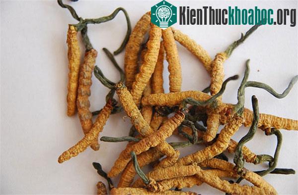 Điều chưa biết về loài "sâu-cỏ" giá bạc tỷ