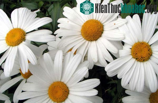 Những phép lai thực vật kỳ lạ