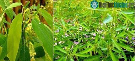 Những loài thực vật kỳ lạ nhất thế giới