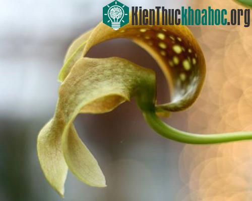 Theo các nhà nghiên cứu, hoa lan có nhiều mùi đặc trưng và khác biệt, từ khó ngửi, cay nồng đến mùi ngọt như vani. Mùi thịt thối của một số loài hoa có thể thu hút ruồi, trong khi đó các loài có mù...