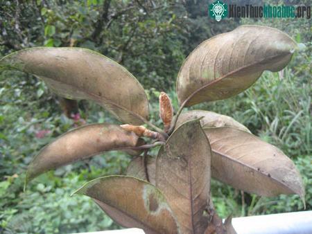 Phát hiện loài cây mới ở Sapa ảnh 3