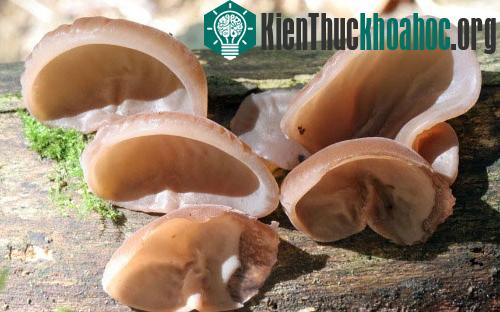 Những loài nấm có hình thù kỳ dị