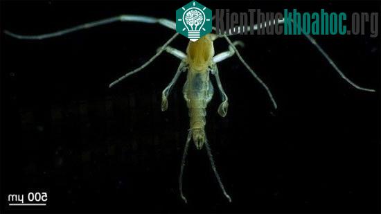 Các loài muỗi "kinh dị" không thèm hút máu người