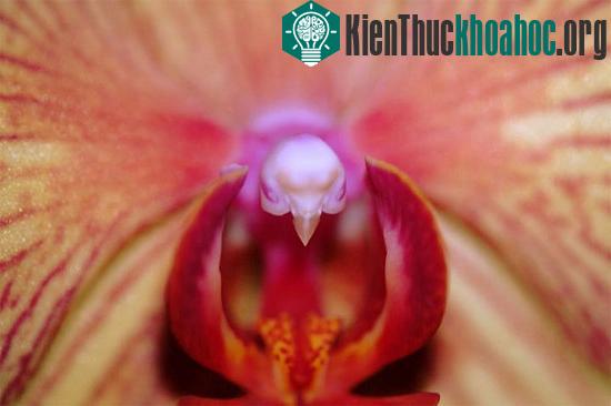 6 loài hoa giống động vật một cách kì lạ