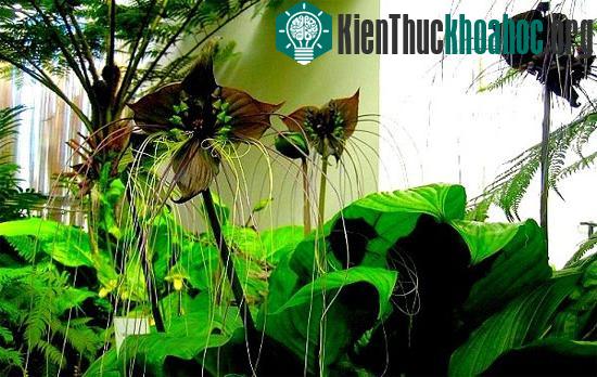 Loài hoa này có tên gọi là khoa học là Tacca Chantrieri.