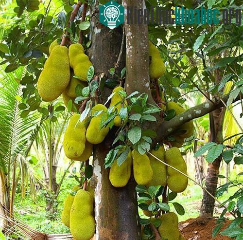 Quả mít mọc trên thân cây