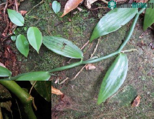 Vẻ đẹp lan vani ở Khánh Hòa