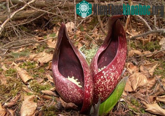 Chân dung kẻ "hôi nách" trong thế giới các loài hoa