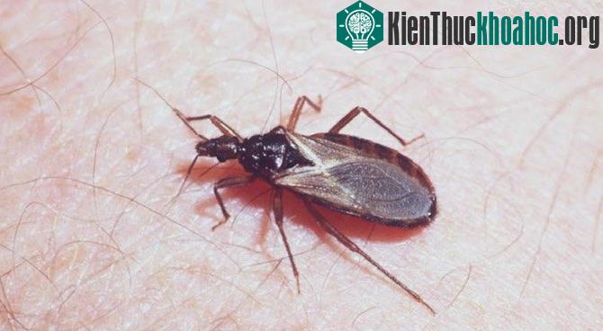 Các loài côn trùng nguy hiểm nhất thế giới