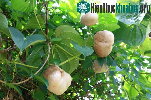 Khoai tây dây leo không ra củ mà... mọc thành trái