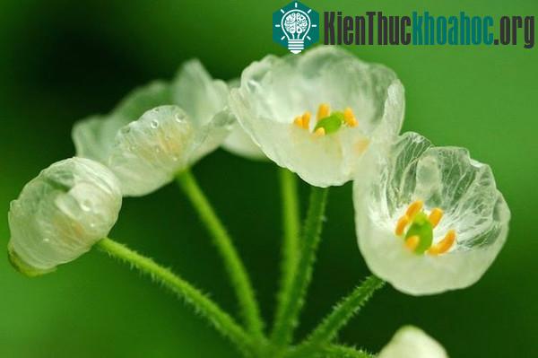 Hoa trong suốt khi gặp mưa