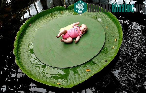 Những loài thực vật độc đáo trên trái đất ảnh 4