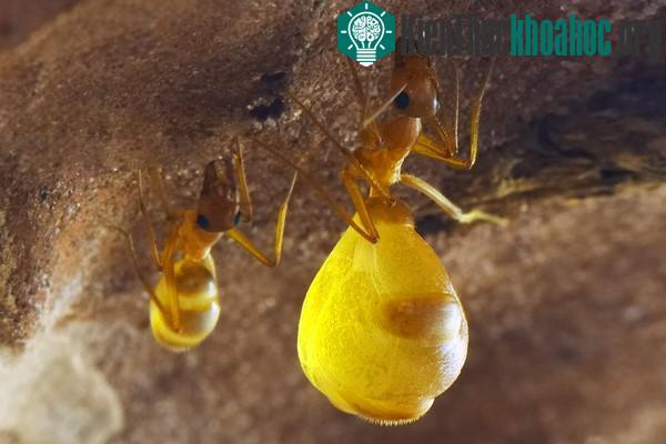 Kiến mật rất lười di chuyển, chỉ việc treo mình trên nóc tổ và... hưởng thụ.