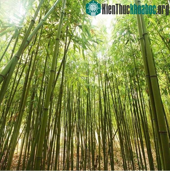Bí ẩn hoa tre "trăm năm nở hoa một lần" không phải ai cũng biết