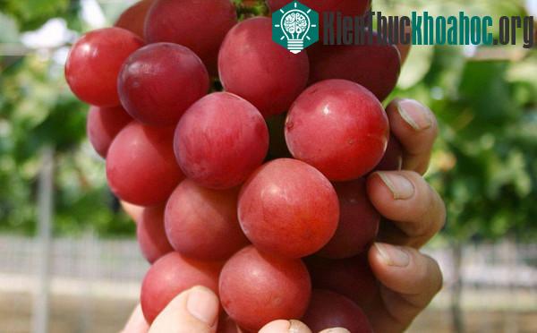 10 loại quả siêu đắt trên thế giới ảnh 4