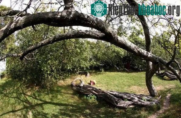 Cây táo cổ thụ tán rộng bằng 10 sân bóng