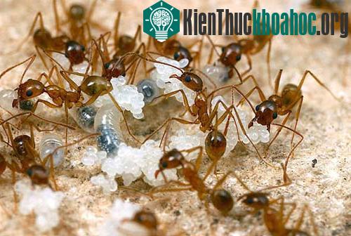Loài Pheidole desertorum tiết ra hóa chất có mùi thối khi gặp nguy hiểm.&nbsp;(Ảnh: Livescience)