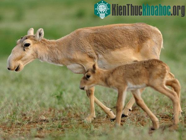 Nếu không sớm tìm ra nguyên nhân khiến các vi khuẩn hoạt động mạnh, khả năng linh&nbsp;dương tuyệt chủng trong tương lai là rất lớn.