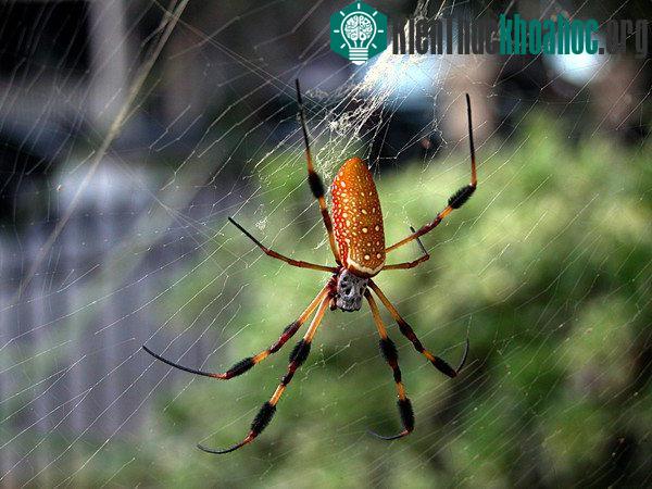Nhện tơ vàng và mạng nhện khổng lồ