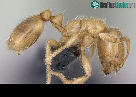 Khám phá những loài kiến lạ trên thế giới
