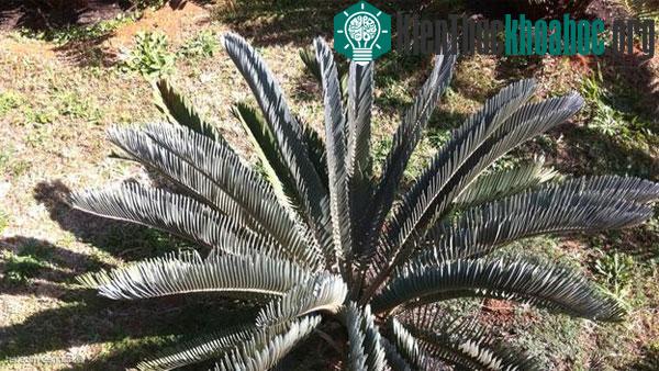 Vạn tuế Venda cycad (Encephalartos hirsutus)