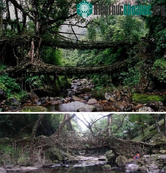 Bộ lạc War-Khasis ở thị trấn Cherrapunji, Ấn Độ, dùng rễ cây đa búp đỏ làm cầu. (Ảnh:Cools and Fools)