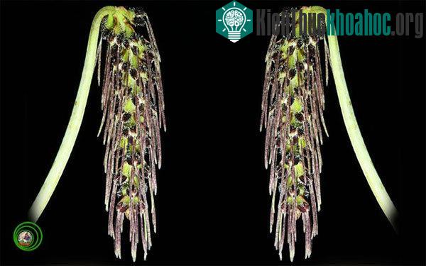 Lan lọng chùm dài Bulbophyllum lemniscatoides – (Ảnh: Nguyễn Thị Liên Thương)