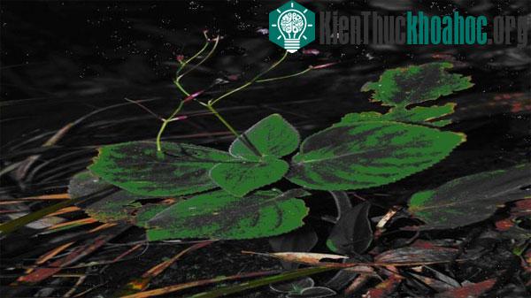 Loài Song quả lá bắc tím (Didymocarpus pupureobracteatus Smith) - loài mới của hệ thực vật Việt Nam, phát hiện tại khu bảo tồn thiên nhiên Xuân Liên.
