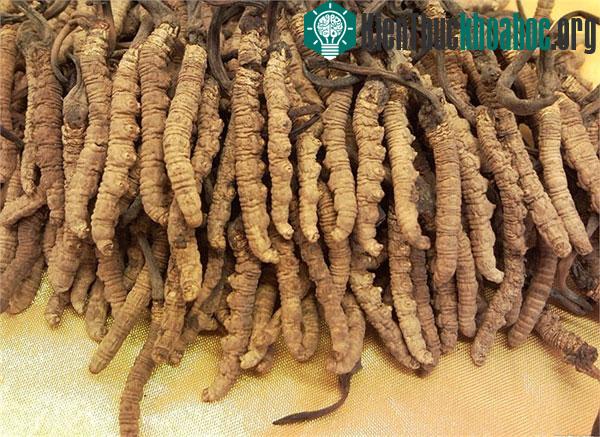 Điều chưa biết về loài "sâu-cỏ" giá bạc tỷ