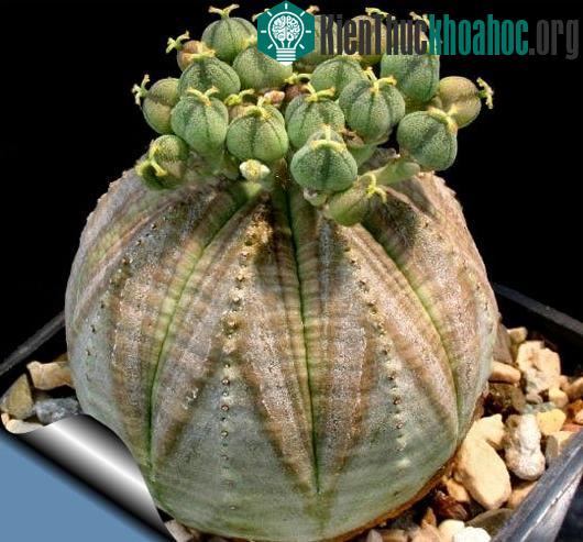 Những loài thực vật kỳ lạ nhất thế giới