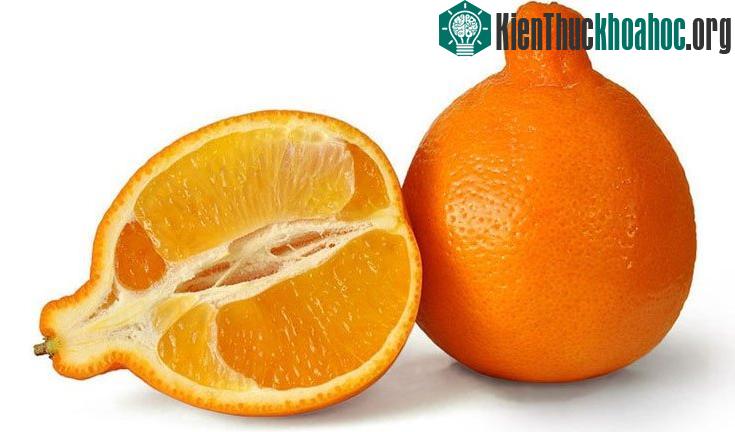 Quả lai giữa quýt và bưởi được gọi là tangelo. Mặc dù được lai với bưởi nhưng quả này không có vị đắng của bưởi mà chỉ có vị ngọt của quýt.
