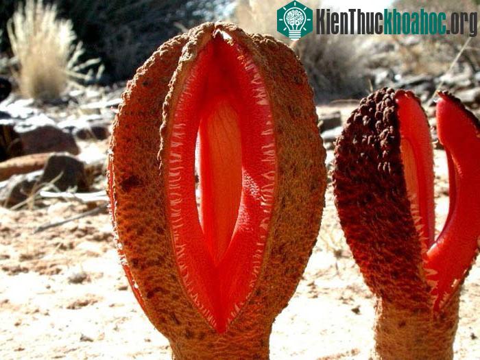 Rễ kí sinh trùng thối