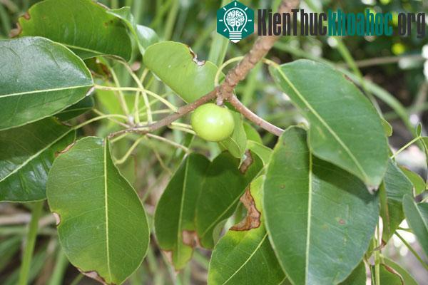 cây manchineel