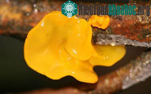 Những loài nấm có hình thù kỳ dị