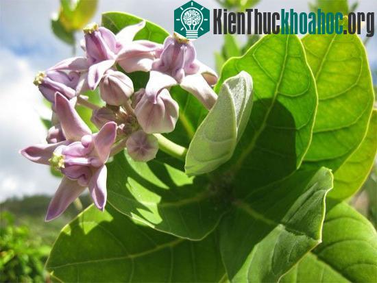 Cây bồng bồng: hoa độc bên đường