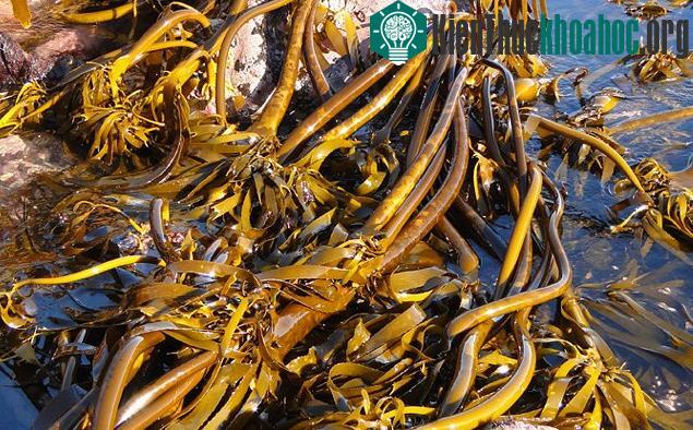 10 sự thật siêu thú vị về rong biển