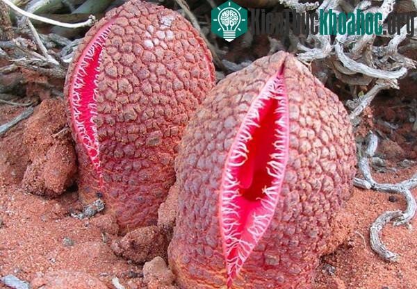 Những loài thực vật độc đáo trên trái đất ảnh 5