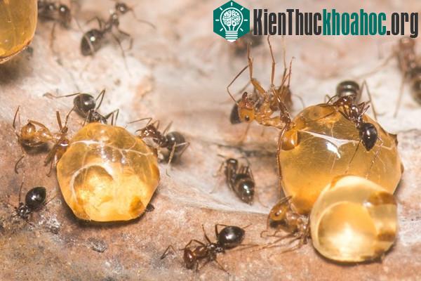 Cận cảnh loài kiến sở hữu "bụng bia" cực bự