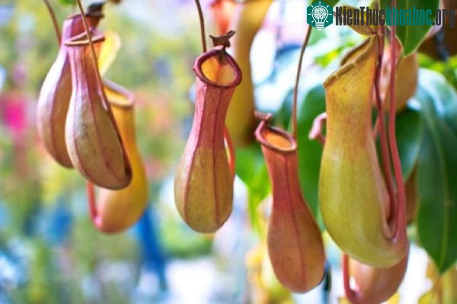 Cây ăn thịt hoạt động ra sao?