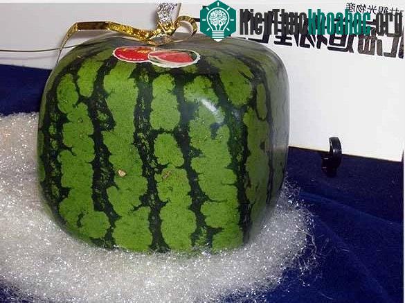 10 loại quả siêu đắt trên thế giới ảnh 5