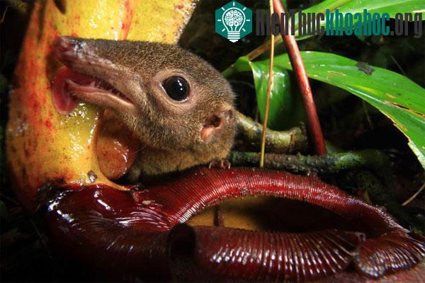 Cộng sinh giữa loài chuột chù Tupaia montana và cây nắp ấm Nepenthes rajah - (Ảnh:National Geographic/Christian Ziegler)