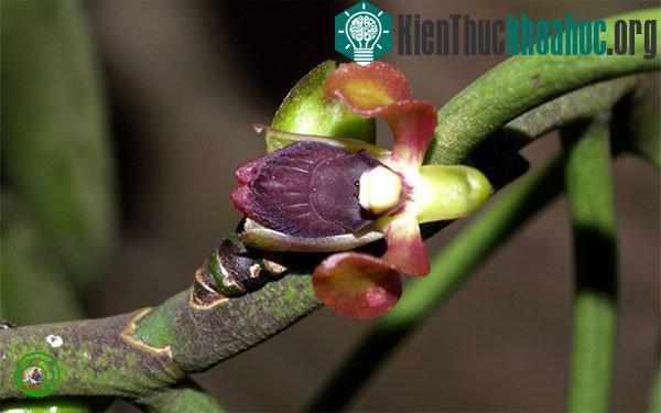 Lan san hô nhện Luisia antennifera – (Ảnh: Nguyễn Thị Liên Thương)