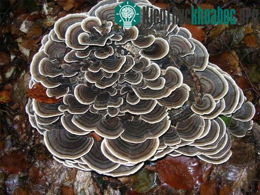 Nấm Trametes versicolor
