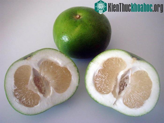 Giống bưởi lạ mắt được lai giữa bưởi thường và bưởi chùm đắng.